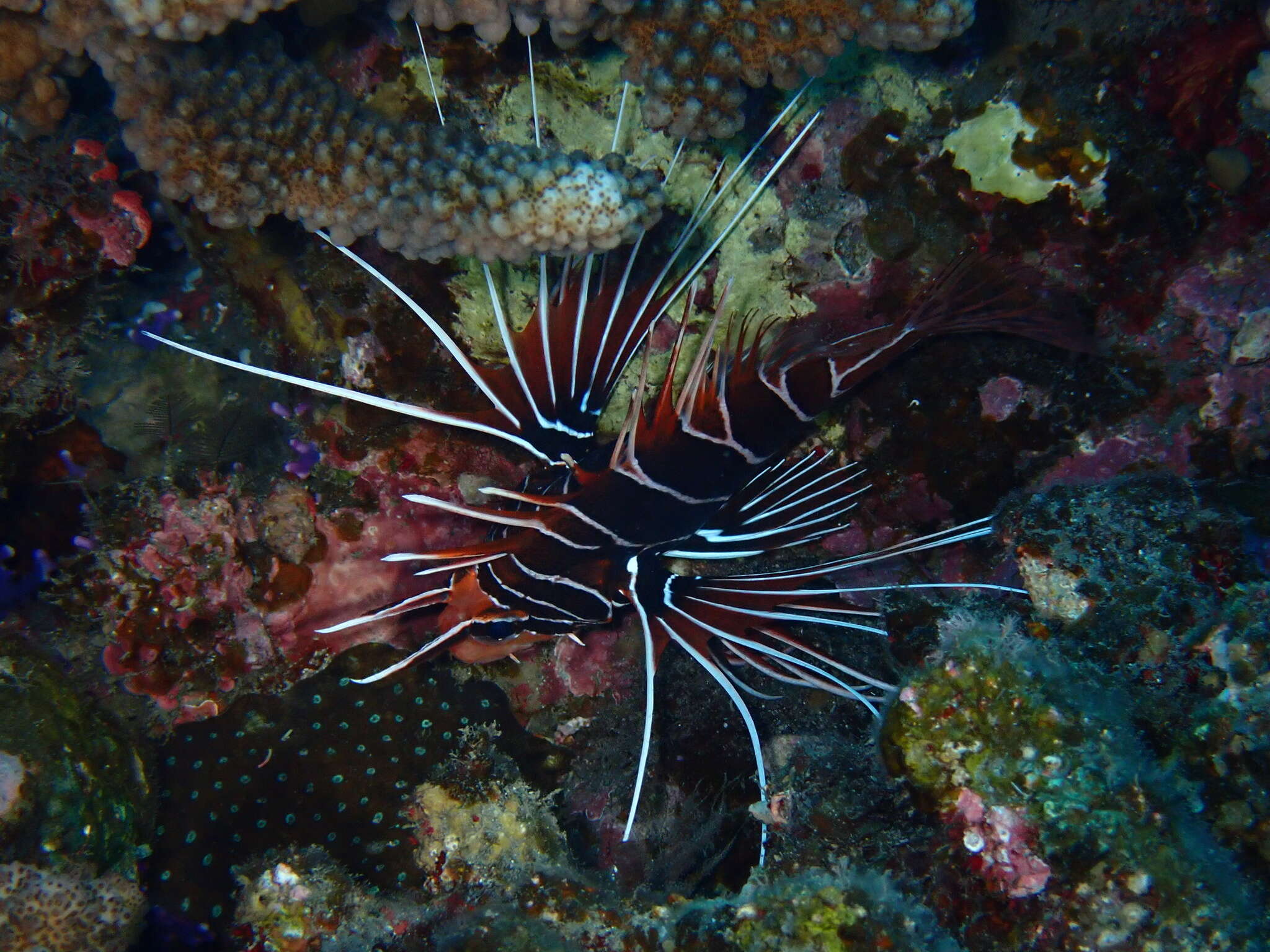 Image of Radial firefish