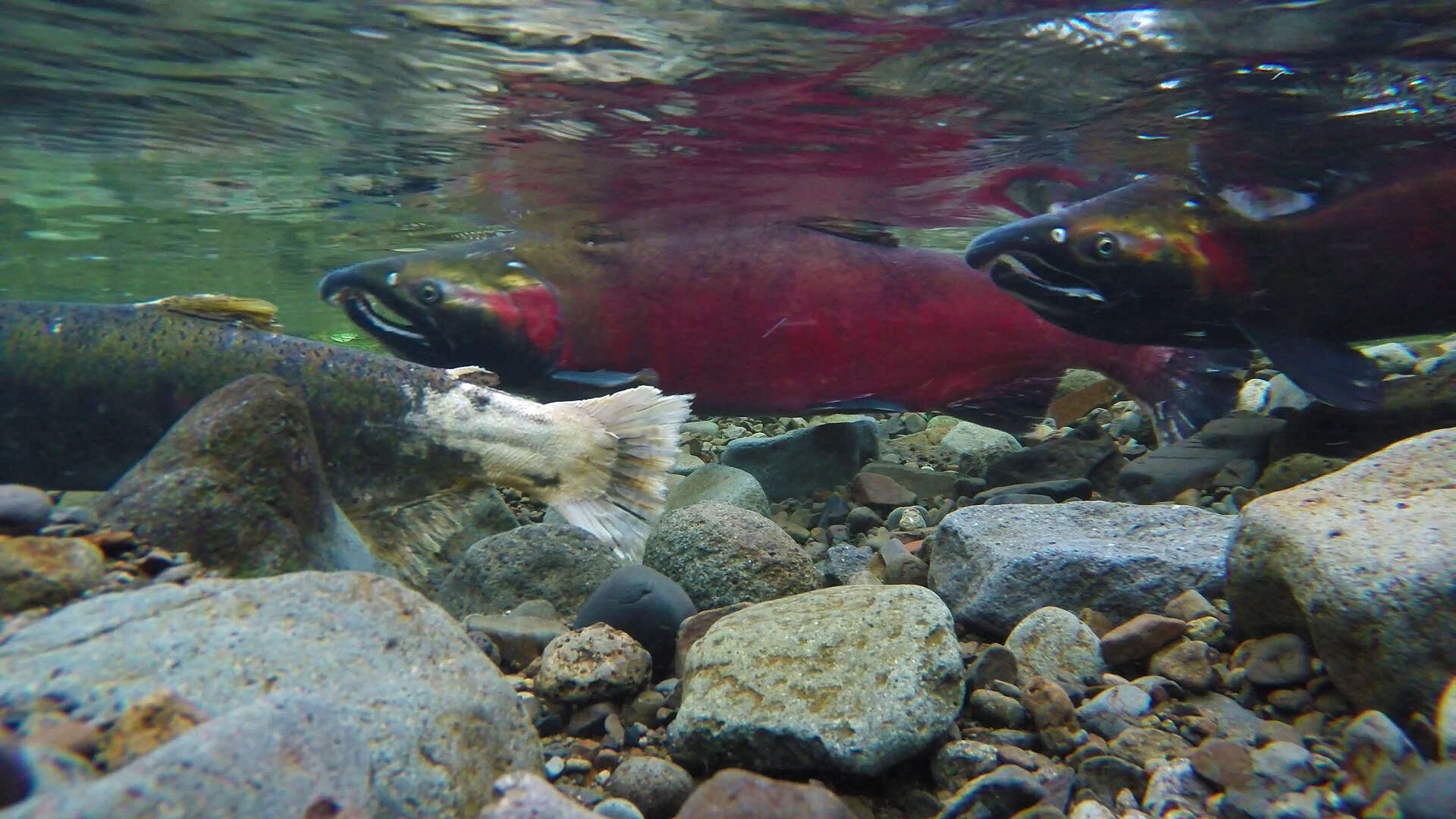 Image of Coho Salmon