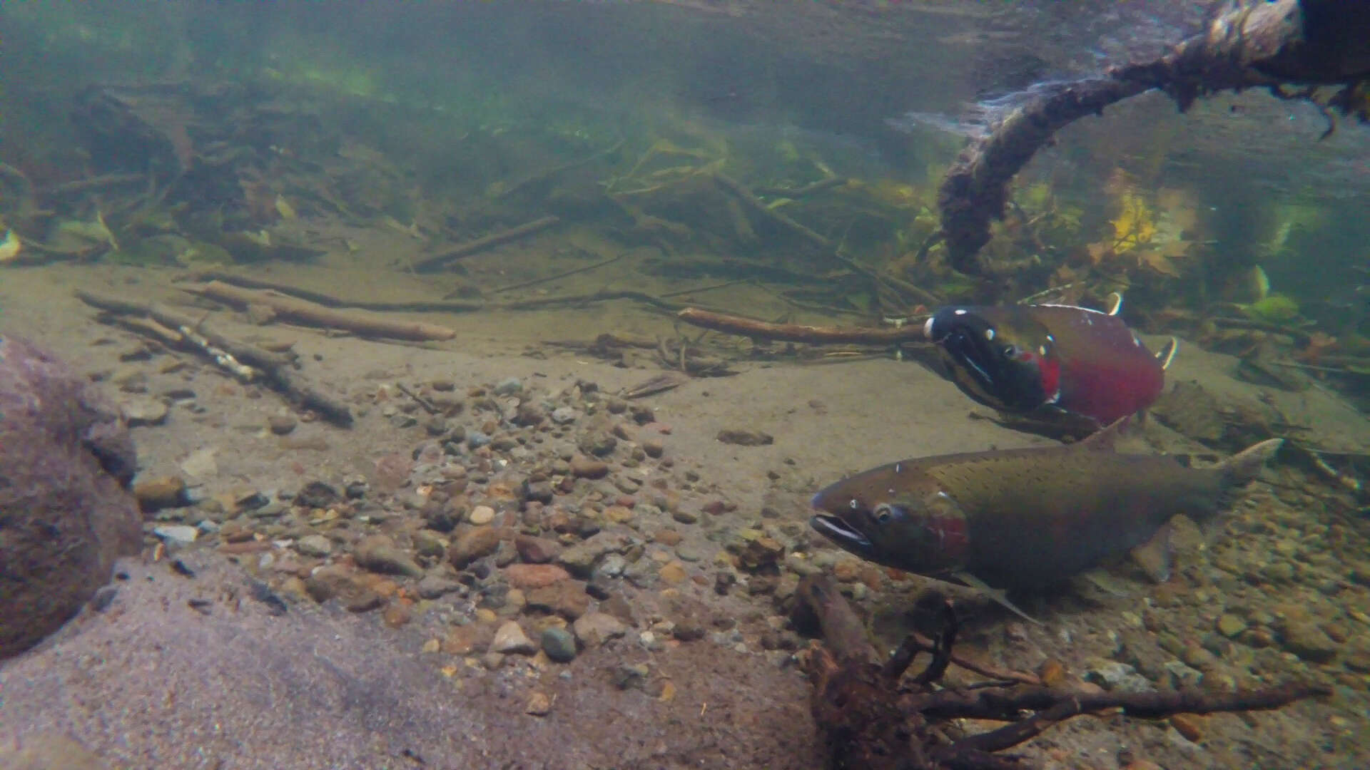 Image of Coho Salmon