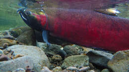 Image of Coho Salmon