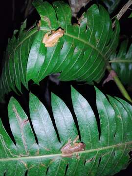 Imagem de Dendropsophus columbianus (Boettger 1892)