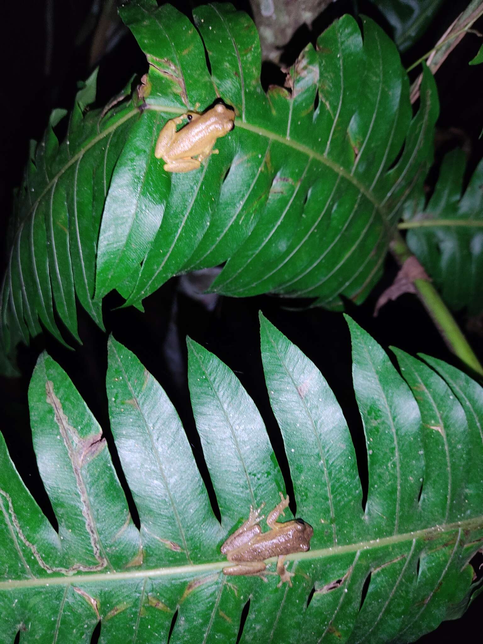 Image of Boettger's Colombian Treefrog