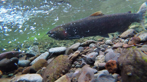 Image of Coho Salmon