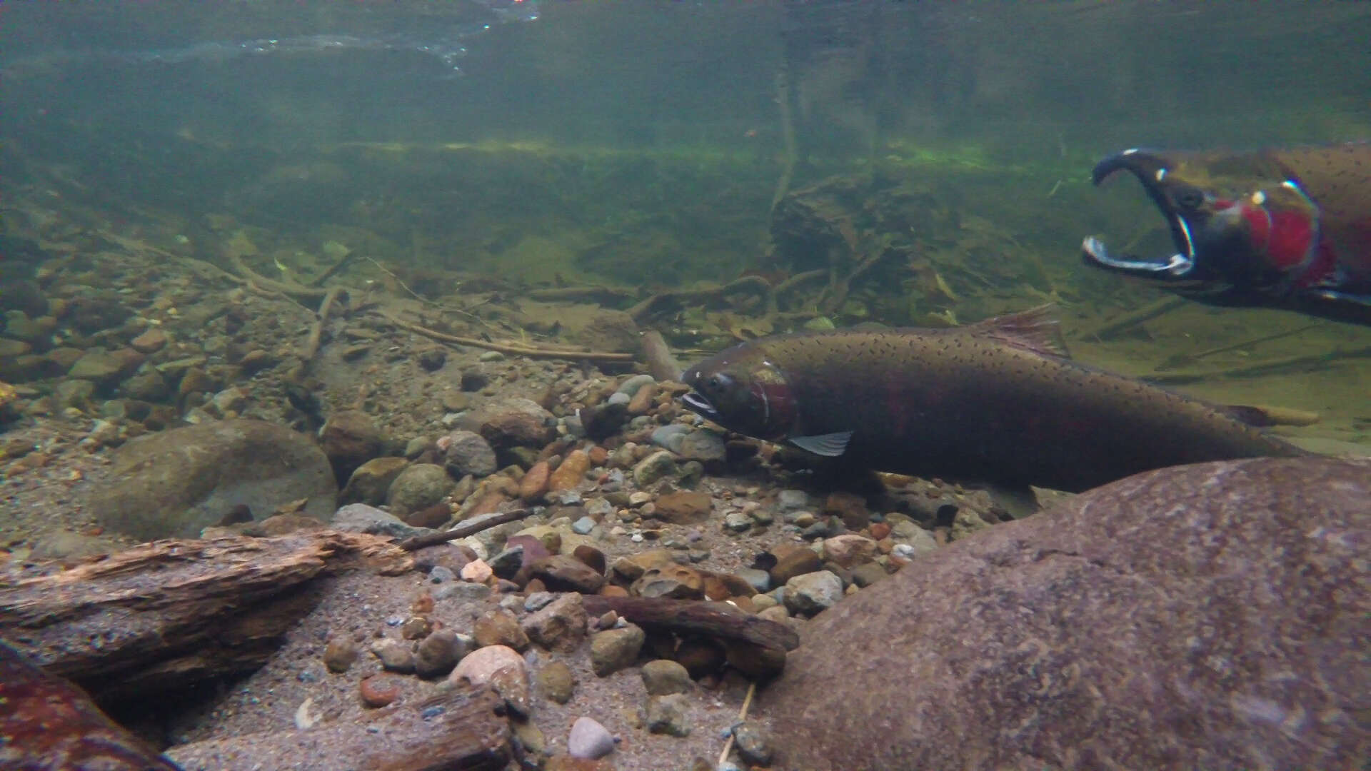 Image of Coho Salmon