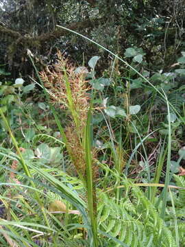 Image of Rhynchospora ruiziana Boeckeler