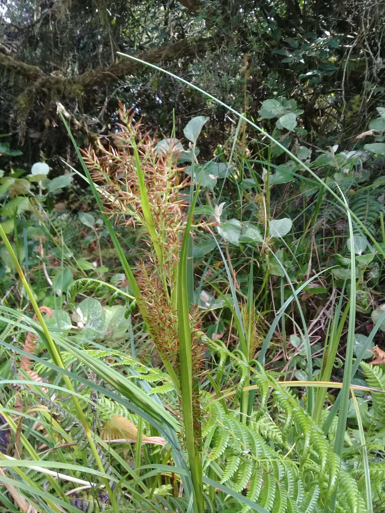 Image of Rhynchospora ruiziana Boeckeler