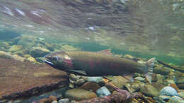 Image of Coho Salmon