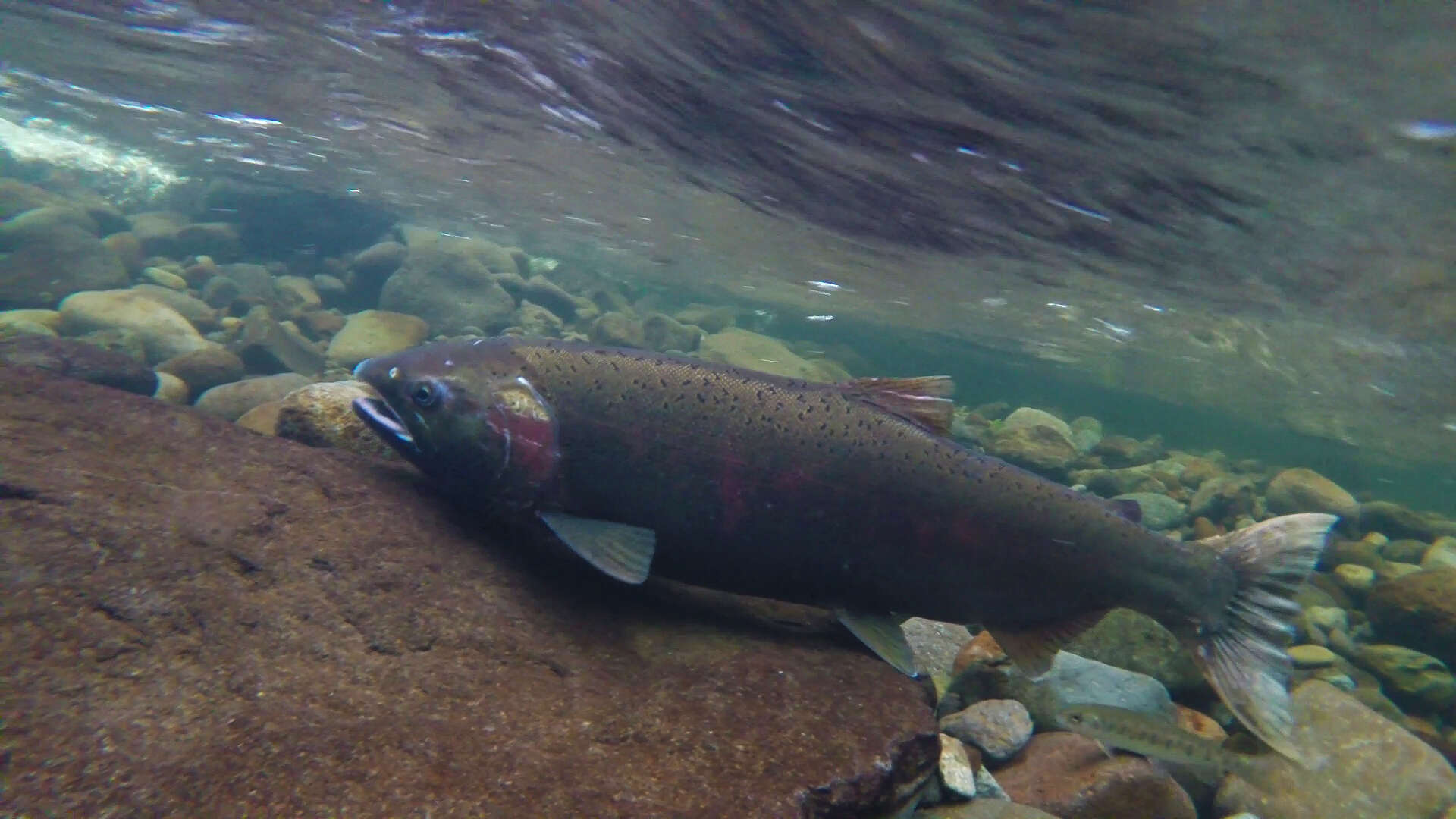 Image of Coho Salmon