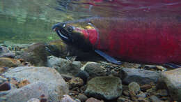 Image of Coho Salmon