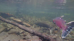 Image of Coho Salmon