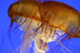 Image of Sea nettle