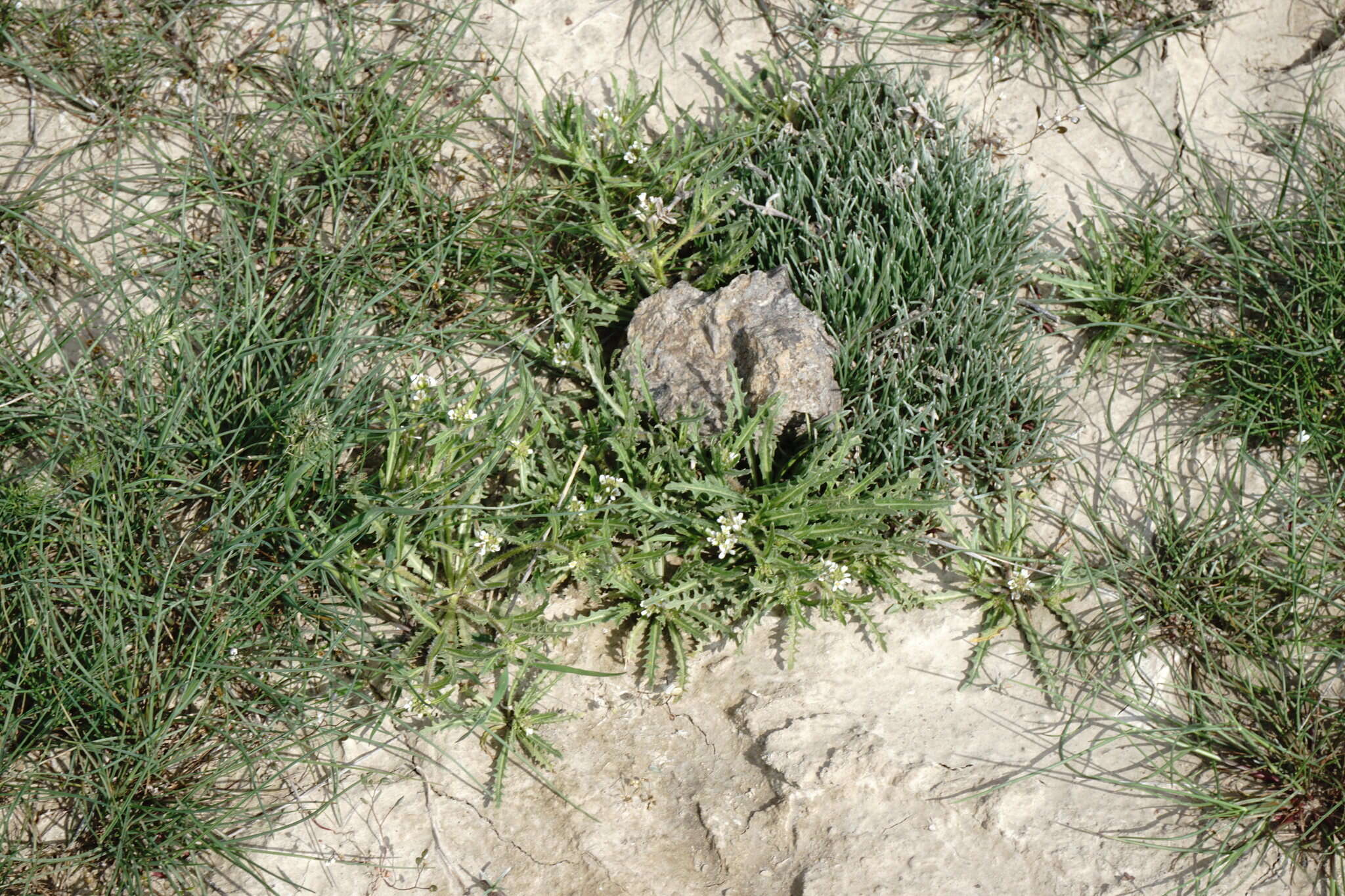 Imagem de Neotorularia torulosa (Desf.) Hedge & J. Léonard