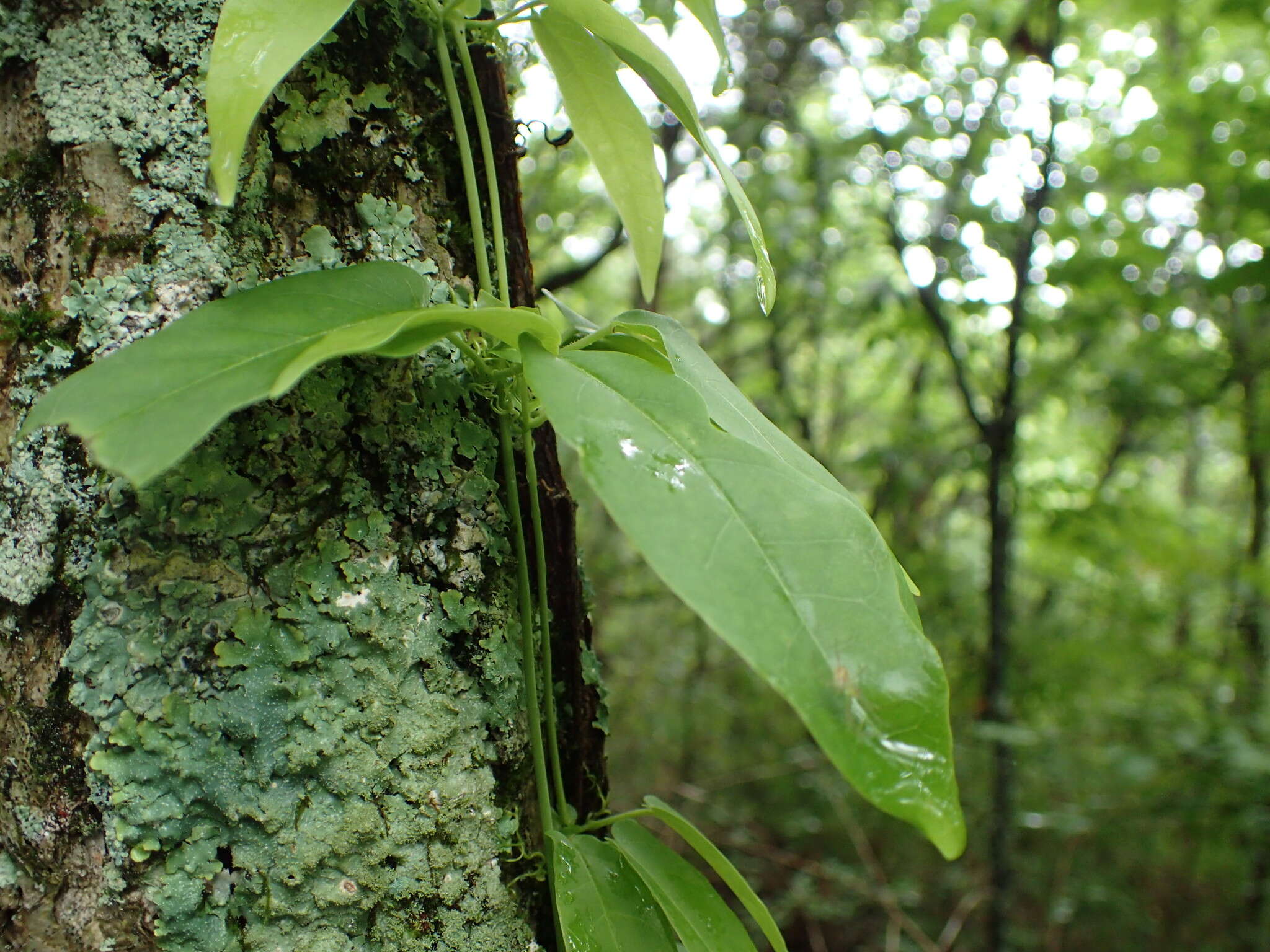 Imagem de Bignonia capreolata L.