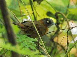 Image of Grey-headed Babbler