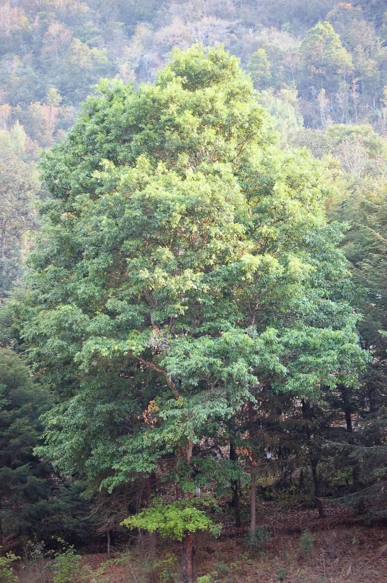 Imagem de Quercus crispipilis Trel.