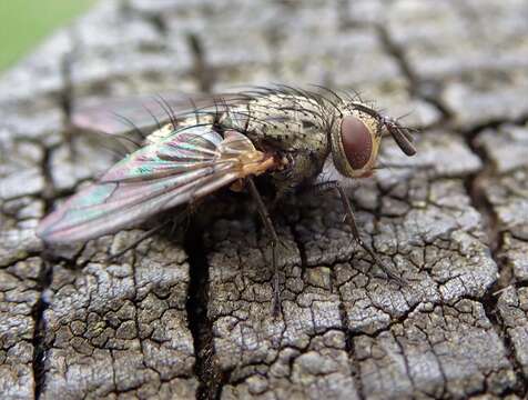 Image of Tachinid fly