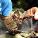 Image of Andaman Horseshoe Bat