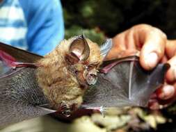 Image of Andaman Horseshoe Bat