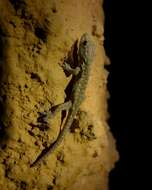 Image of Angulated dwarf gecko