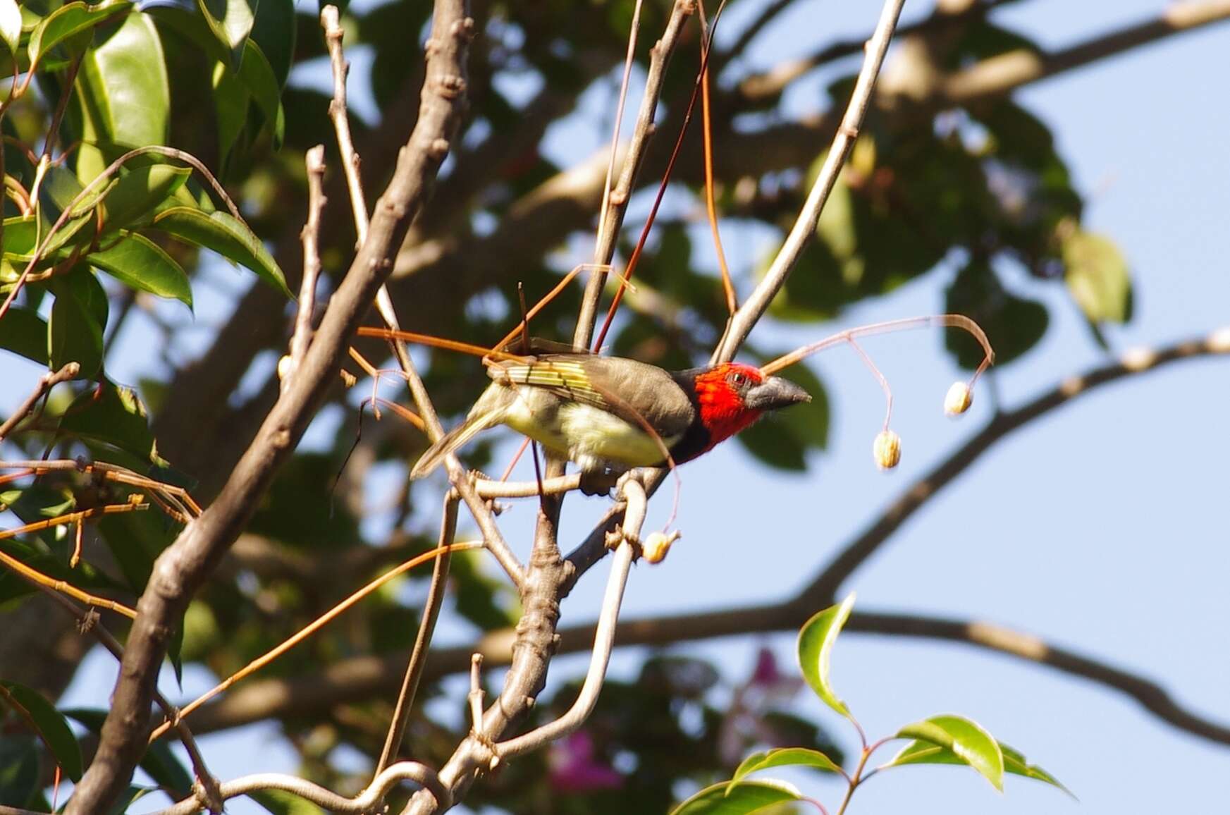 Image of Black-collared Barbet