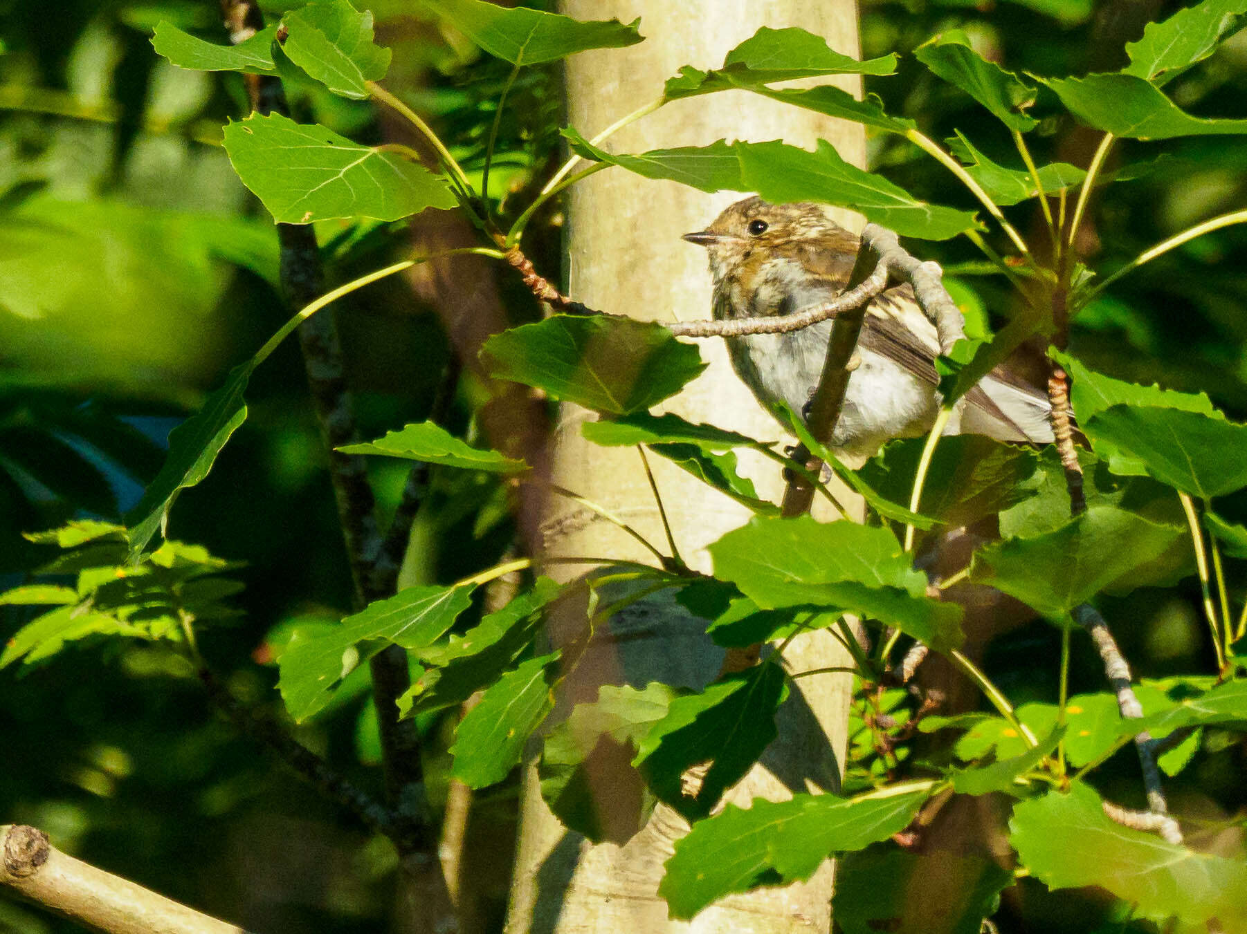 Plancia ëd Ficedula hypoleuca hypoleuca (Pallas 1764)