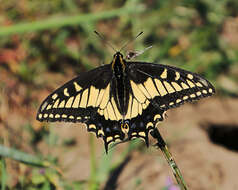 Image of Anise Swallowtail