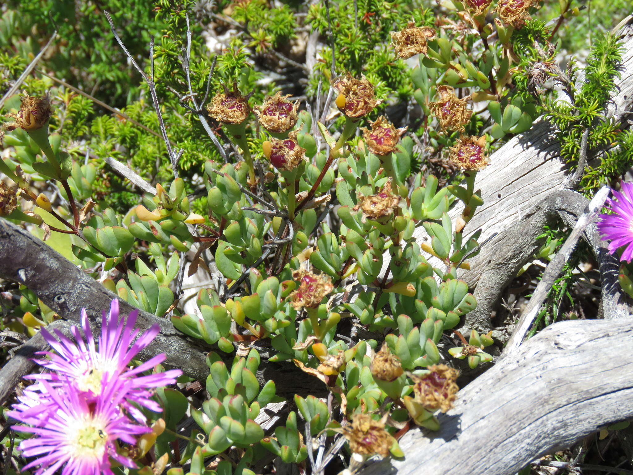 Imagem de Lampranthus falciformis var. falciformis