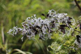 Sivun Clematis chinensis var. tatushanensis T. Y. A. Yang kuva