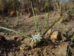 Image of Lapeirousia plicata subsp. effurcata (G. J. Lewis) Goldblatt