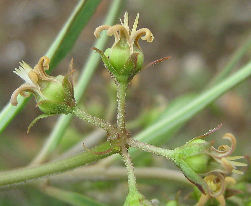 Image de Stenostelma capense Schltr.