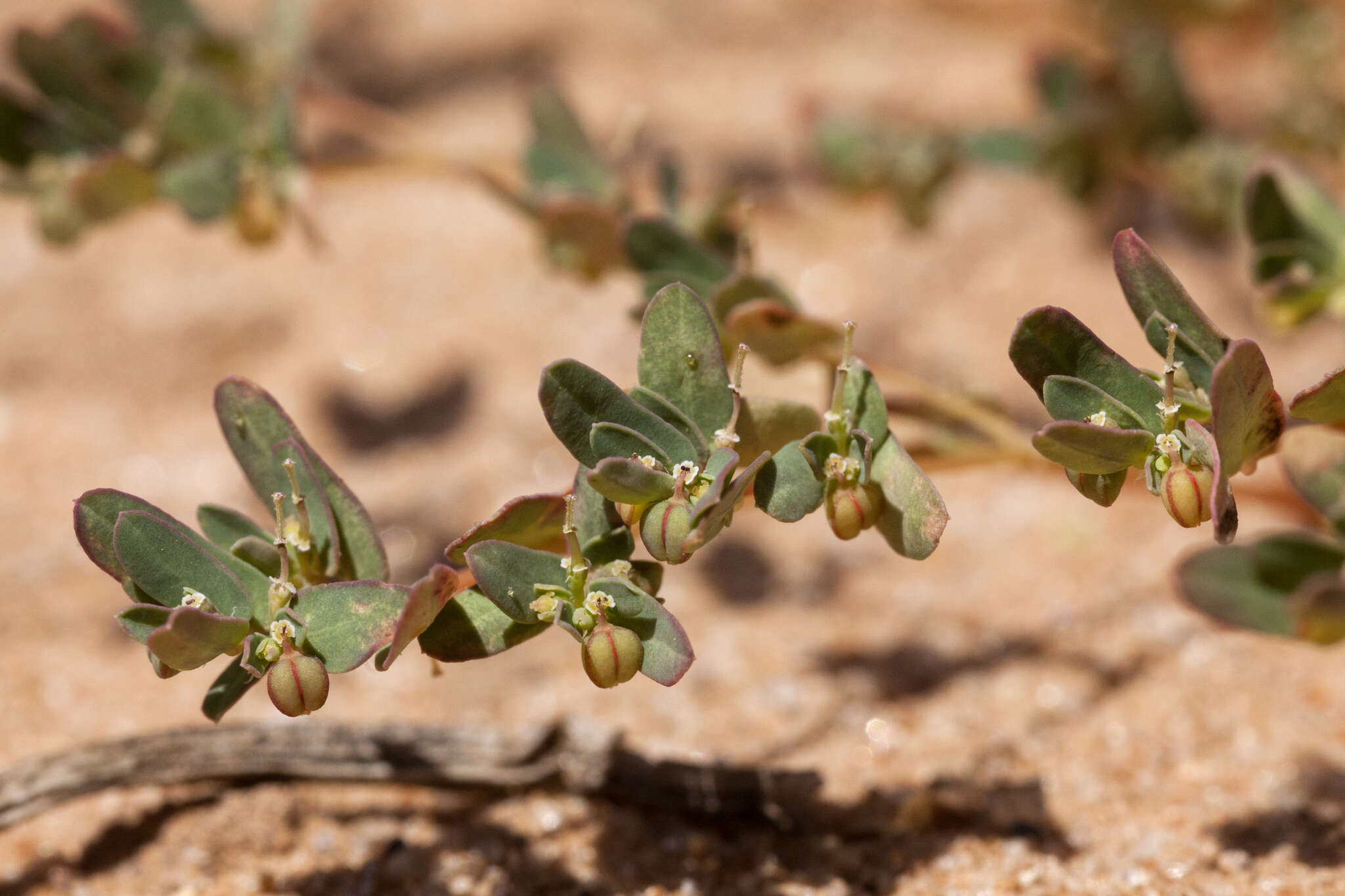 Image of ribseed sandmat