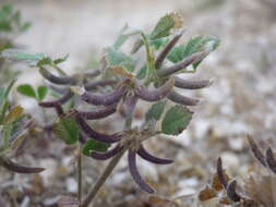 Image of hairy medick