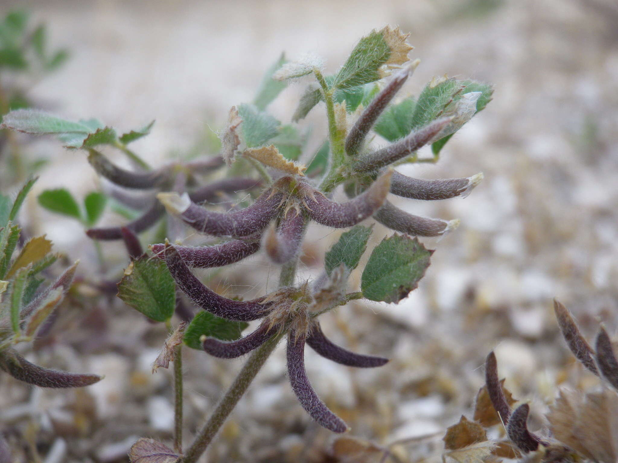 Image of hairy medick