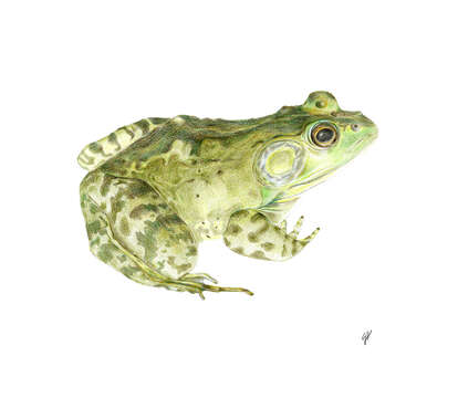 Image of American Bullfrog