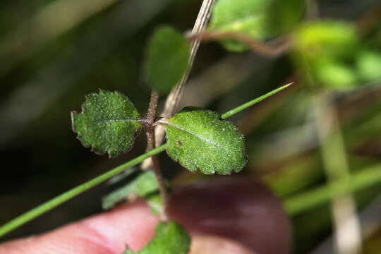 Image of Gonocarpus aggregatus (Buchanan) Orchard