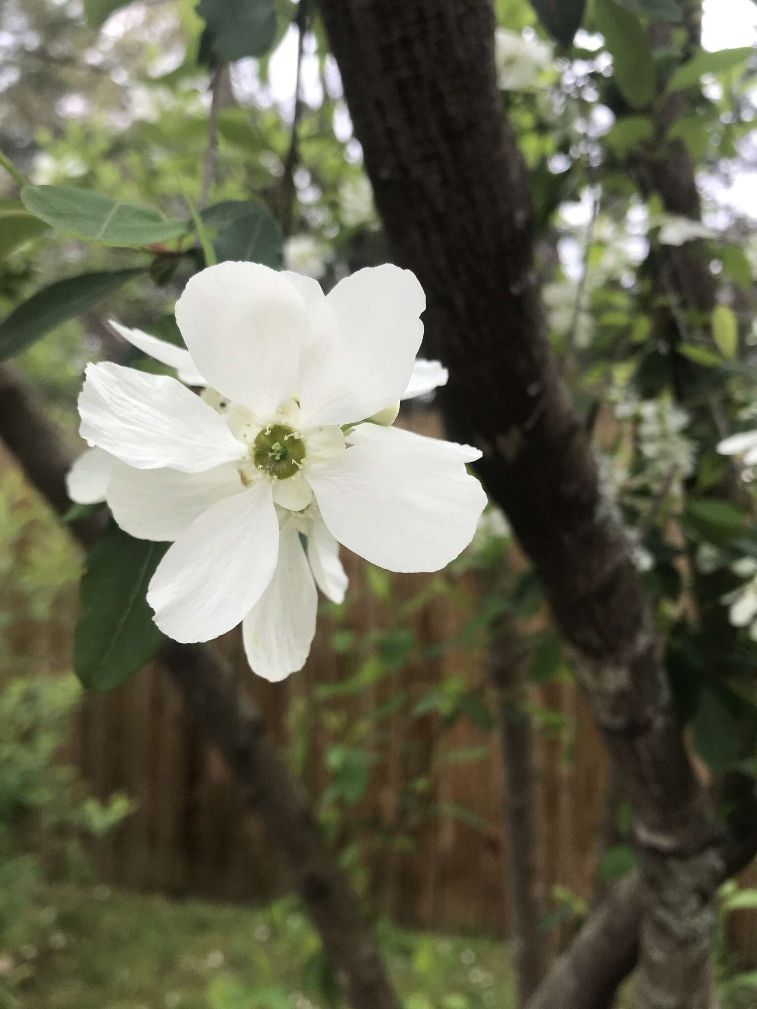 Plancia ëd Exochorda racemosa (Lindl.) Rehd.