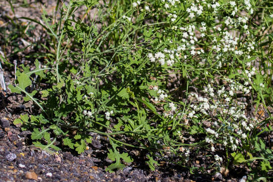 Image of Gray's feverfew