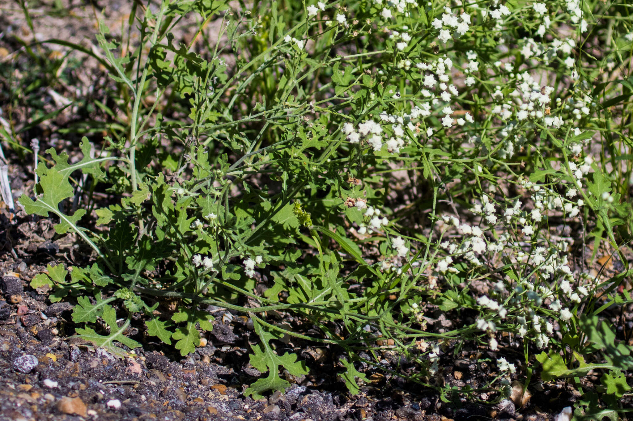 Image of Gray's feverfew