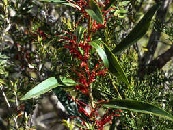 Image of Grevillea dimorpha F. Müll.