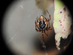 Image of Parasteatoda decorata (L. Koch 1867)