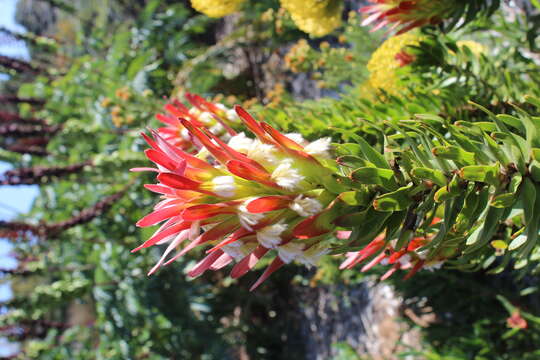 Imagem de Mimetes cucullatus (L.) R. Br.