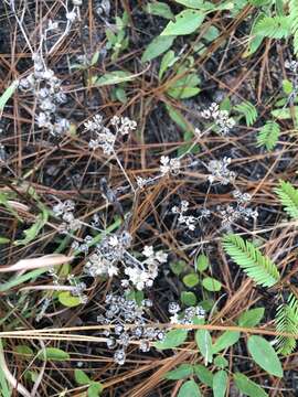 Image of wild quinine