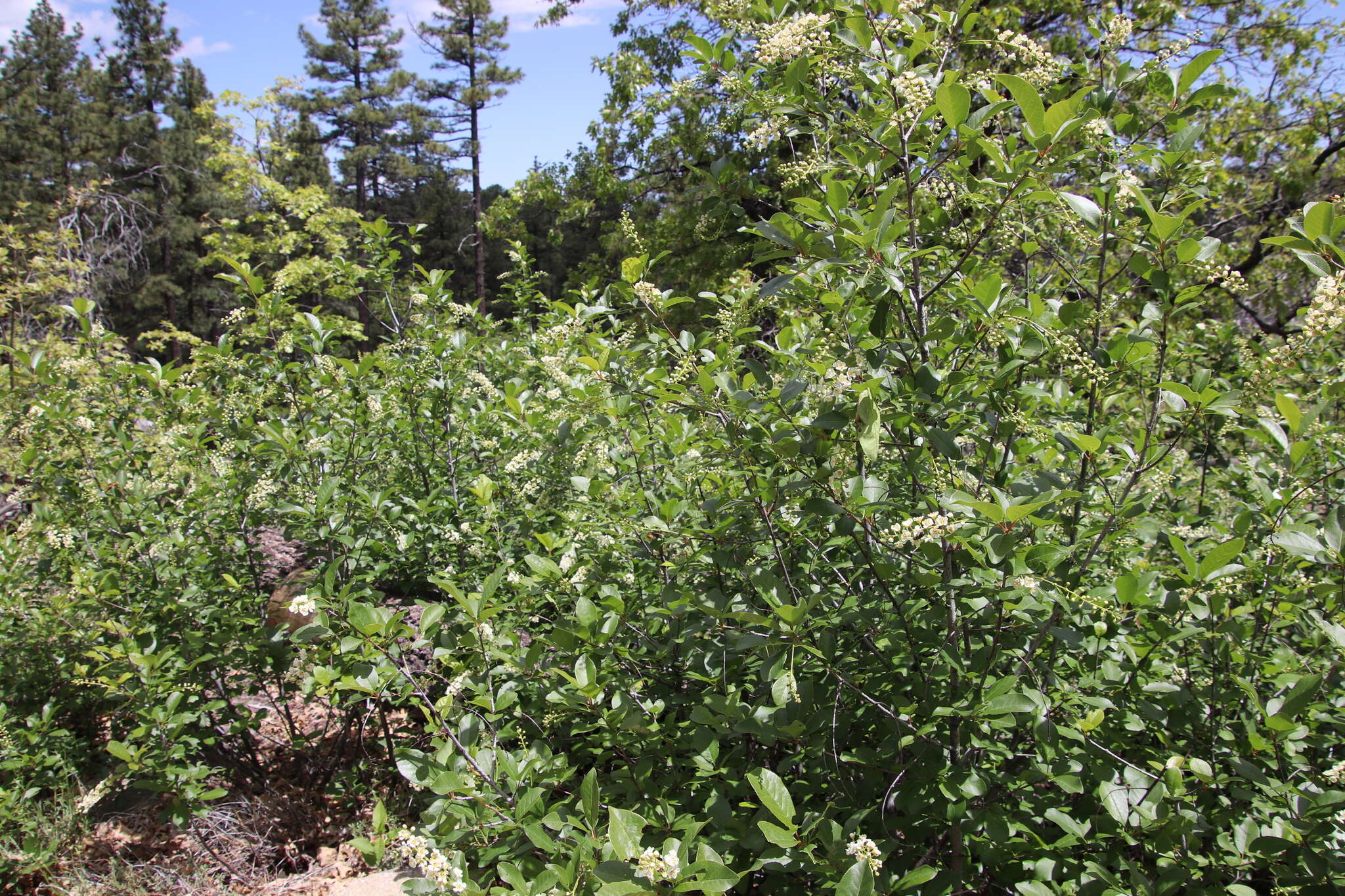 Imagem de Prunus virginiana var. demissa (Nutt.) Torr.