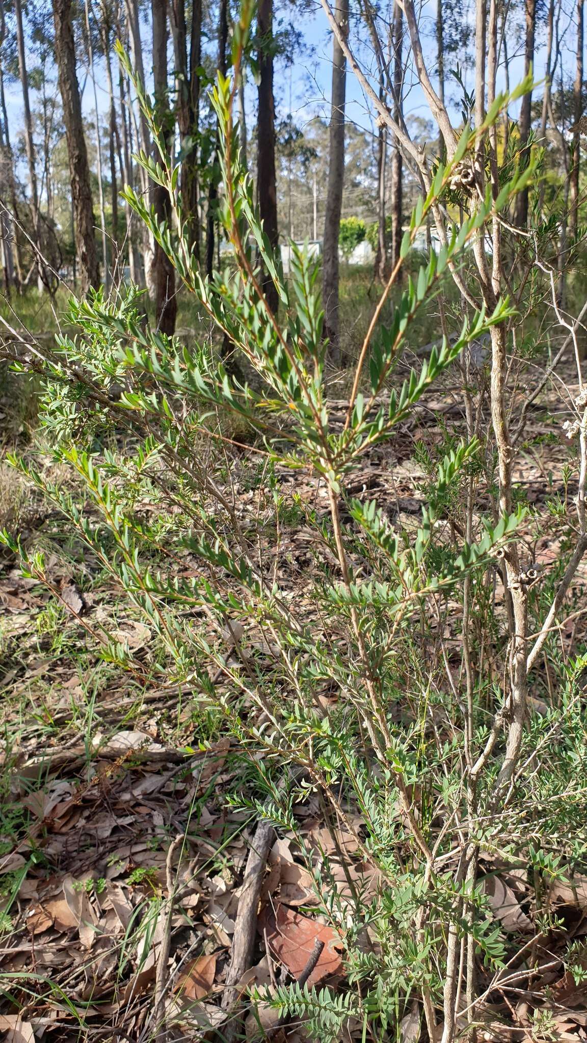 Image of thymeleaf melaleuca