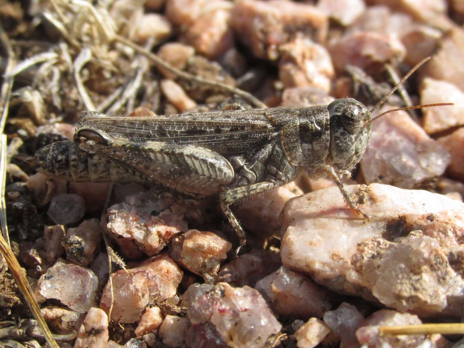 Image of Melanoplus kennicottii Scudder & S. H. 1878