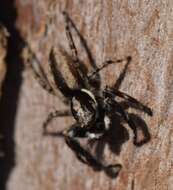 Image of Gray Wall Jumper