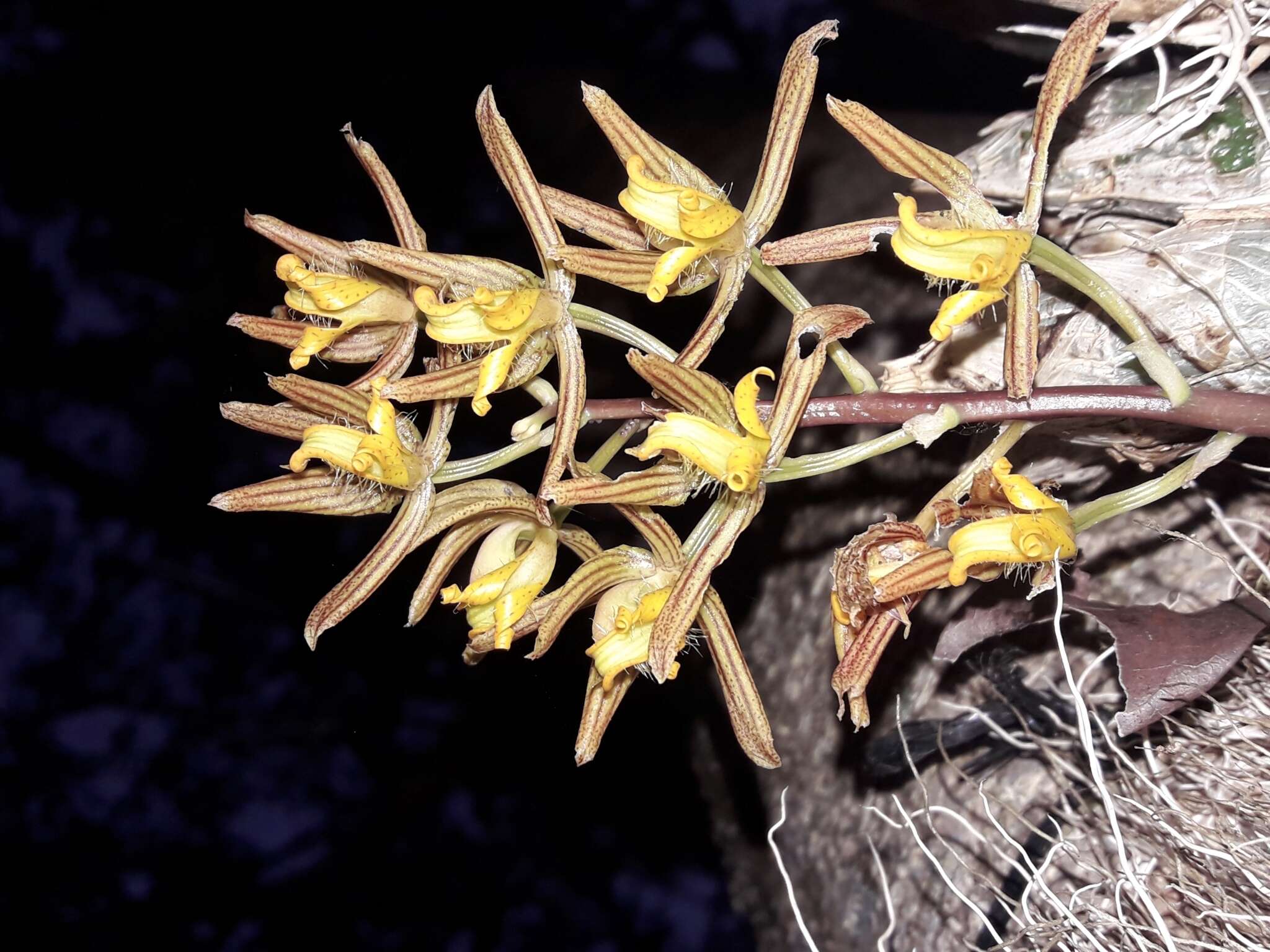 Image of Longitudinally striped Mormodes