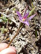 Image of Sun orchid