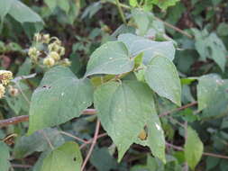 Image of Montanoa atriplicifolia (Pers.) Sch. Bip.