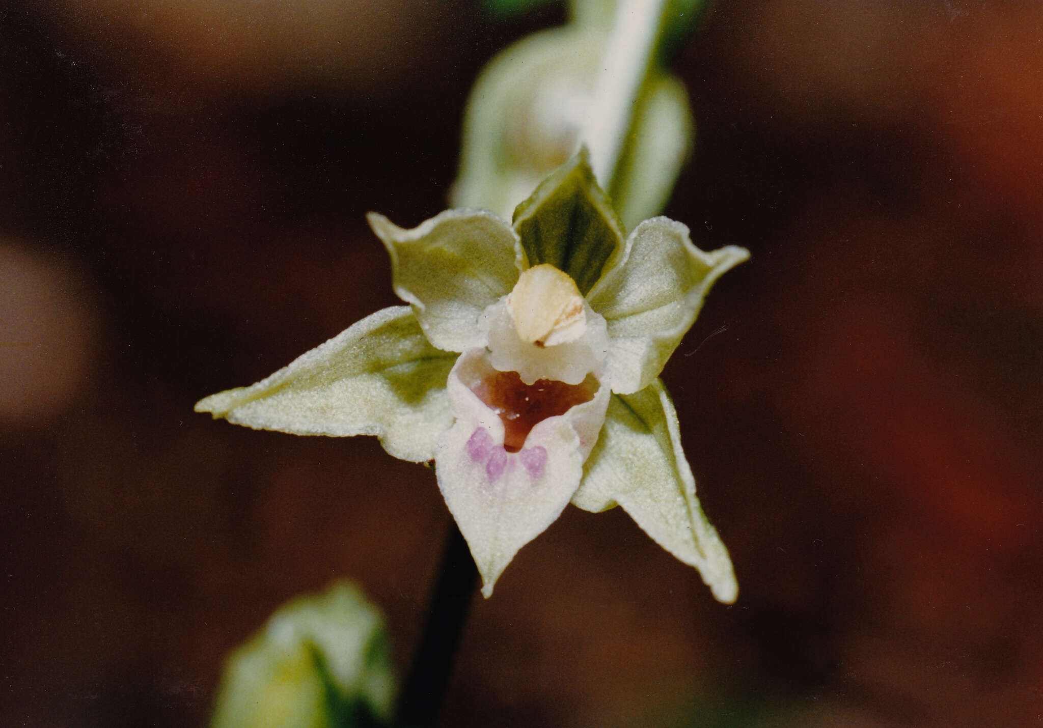 Image of Epipactis leptochila subsp. leptochila